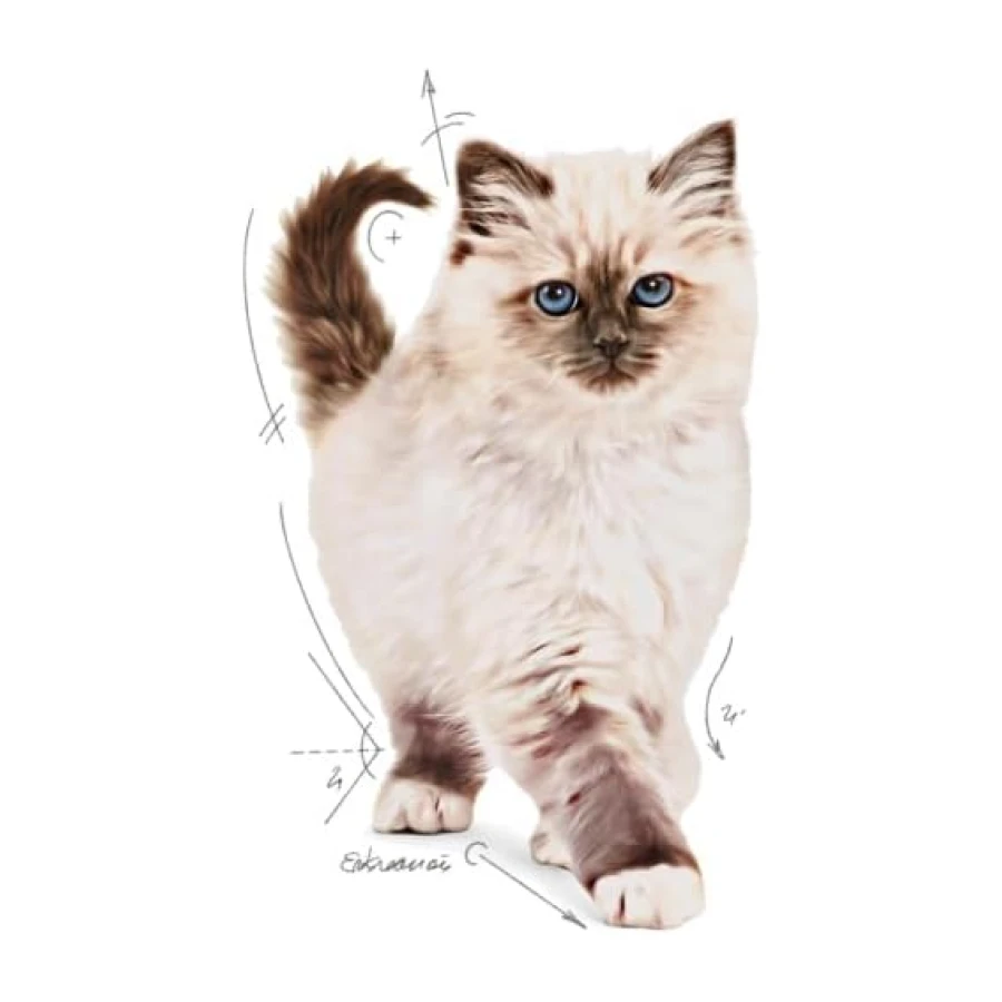 Royal Canin Kitten Kedi Maması, 10 Kg