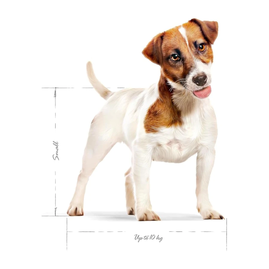 Royal Canin Mini Adult Küçük Irk Yetişkin Köpek Maması 4 Kg
