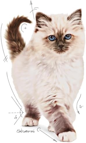 Royal Canin Kitten Kedi Maması, 10 Kg